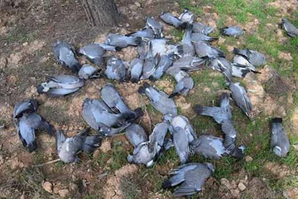 İstanbullulara kritik uyarı: Çok sayıda ölü kuş görürseniz zaman kaybetmeden arayın