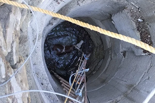 İtfaiye, buz tutan suyun içinde mahsur kalan gebe inek için seferber oldu