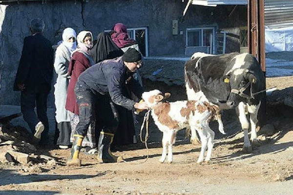 Veterinerler Elazığ'da depremzede hayvanları ücretsiz tedavi edecek