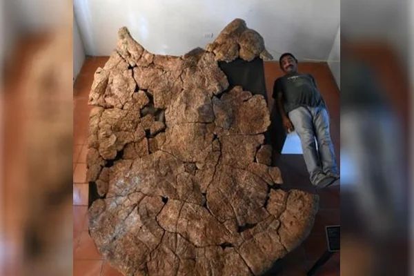 4 metre uzunluğunda kaplumbağa fosili bulundu