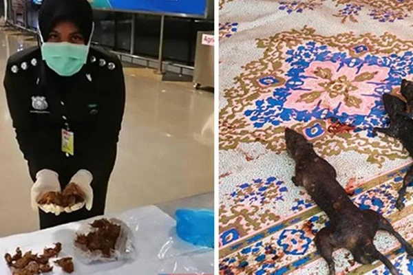 Havalimanında fare etleriyle yakalandı