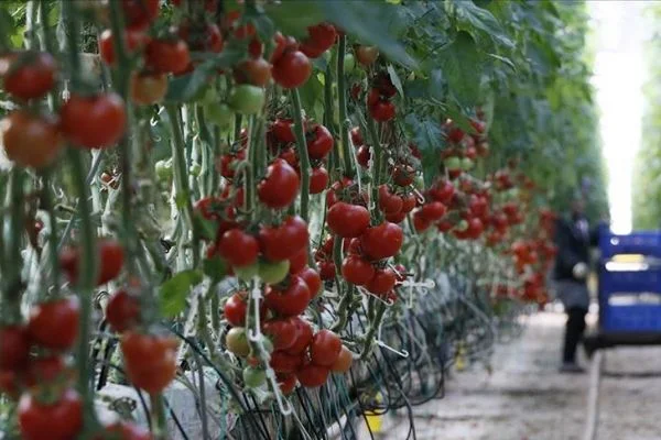 Rusya'nın Türkiye'den domates alım kotasını artırması ihracatçıyı sevindirdi