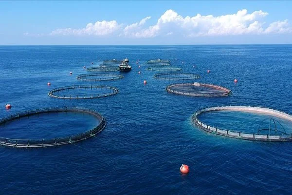 Su ürünleri ihracatından ocakta 90,5 milyon dolarlık gelir