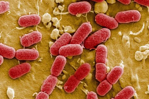 Yapay zeka sayesinde en tehlikeli bakterileri öldüren antibiyotik bulundu