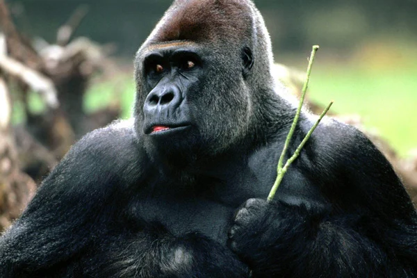 Afrika'da goriller parklara kapatıldı