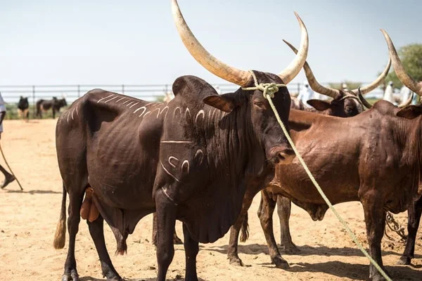 Çad, Angola'ya borcuna karşılık 75 bin baş sığır gönderecek