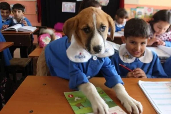 'Fındık' aşılansaydı ölür müydü?