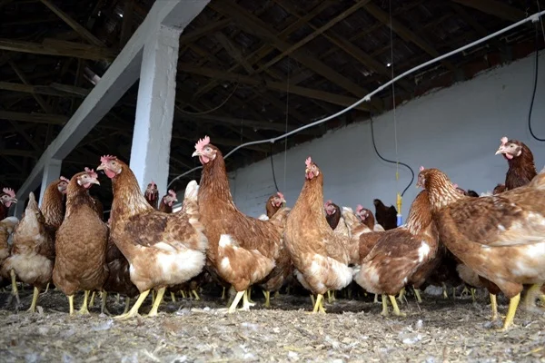 Koronavirüs nedeniyle son 1 ayda 6 büyük çiftlik iflas etti