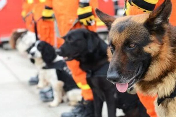 Koronavirüsü tespit etmek için köpekler kullanılabilir