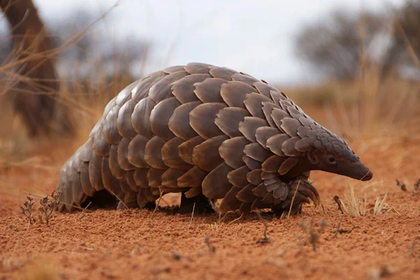 Gabon'da pangolin ve yarasanın tüketim ve satışları yasaklandı