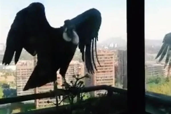 Koronavirüs ile ortaya çıktı! Kabus pencereye kondu