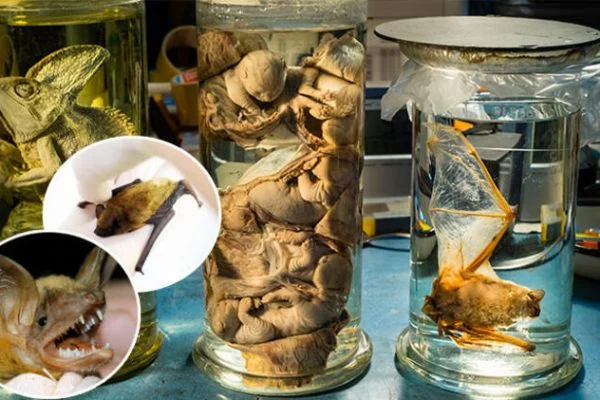 Nobel ödüllü doktor açıkladı! İşte virüsün çıkış noktası