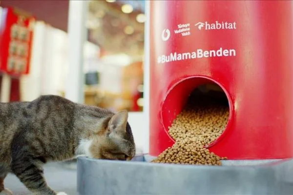 "Salgında sokak hayvanlarını unutma" çağrısı