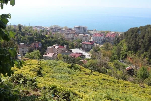 6 bin 900 TL maaşla, 2 bin çay işçisi arıyorlar