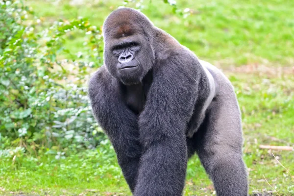 DiCaprio'dan Afrika'daki gorillere yardım