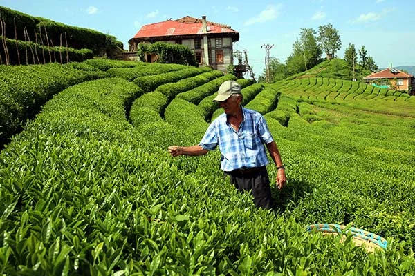 Doğu Karadeniz'de yaş çay hasadı başladı