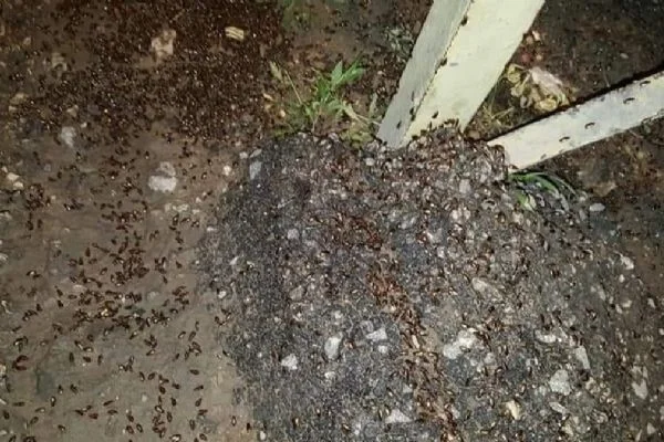 Lübnan'ı çekirgeler ve hamam böcekleri bastı