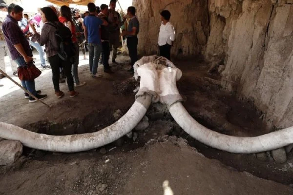 Meksika'da yeni keşif: Havalimanı inşaatında mamut kalıntıları bulundu