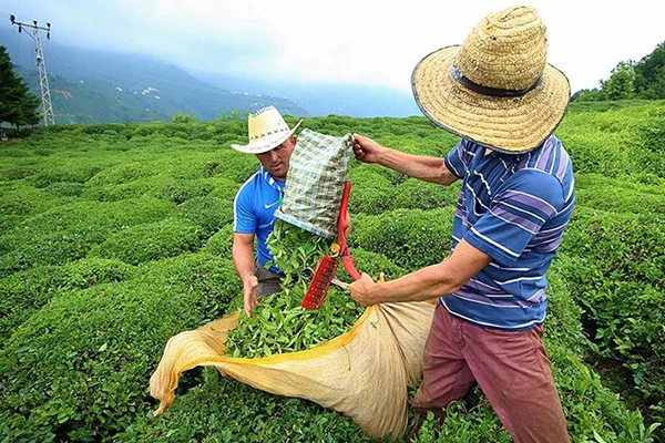Rize'de 'çay' önlemi