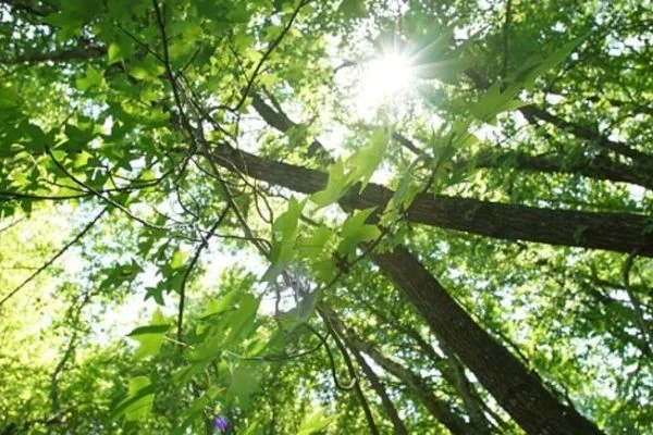 Sığla Ormanları şifa dağıtmaya devam ediyor
