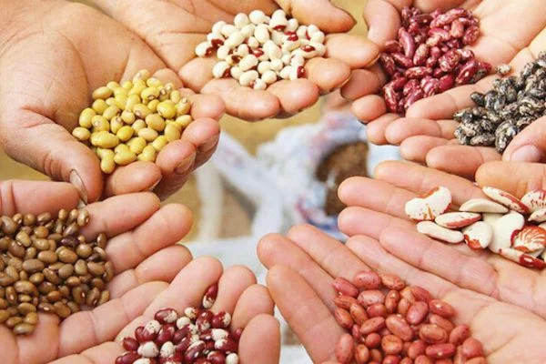 'Tohumculukta İsrail'e bağımlı değiliz'