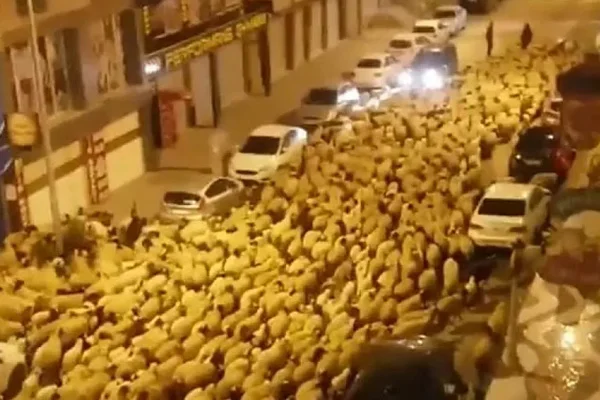 Van'da koyun sürüsü caddeyi kapattı