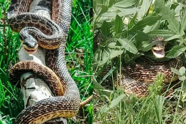 Yer: Bingöl... 3 metrelik yılan görenleri korkuttu
