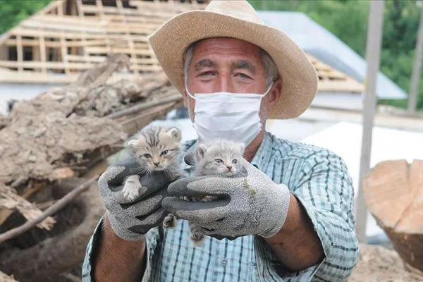 Depremden 5 gün sonra 2 kedi yavrusu enkazdan sağ çıkarıldı