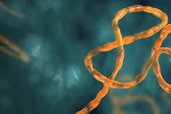Ebola nedir? Ebola virüsü belirtileri nelerdir?