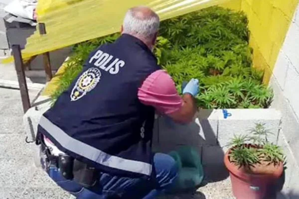 Gaziantep'te evlerinin çatılarında kenevir yetiştiren şahıslar yakalandı