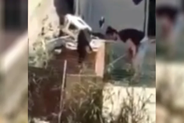 İzmir'de köpeğe şiddet görüntüleri büyük tepki çekti