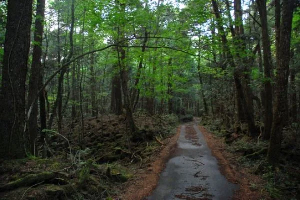 Japonya'nın intihar ormanı Aokigahara