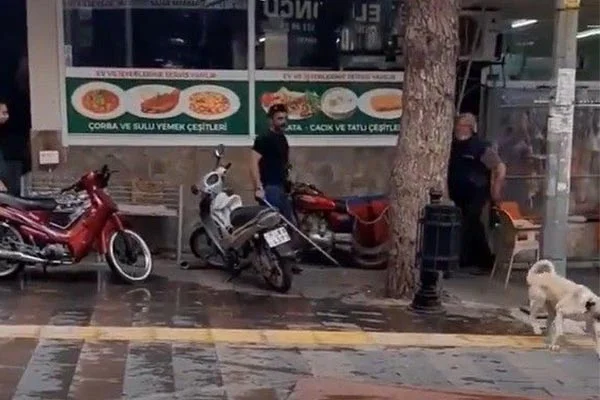 Köpeği döven adama barınakta hayvan bakma cezası