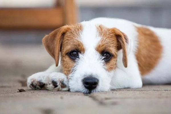 Köpek ve vizonlarda koronavirüse rastlandı