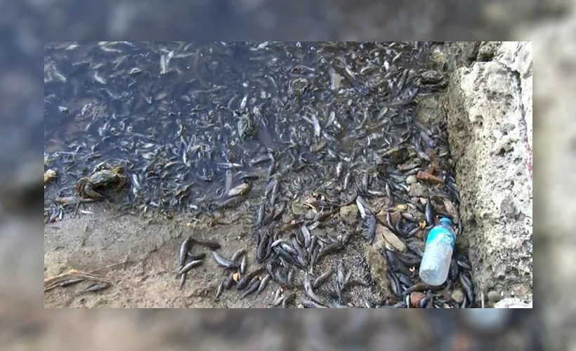 Küçükçekmece Gölü'nde binlerce balık kıyıya vurdu