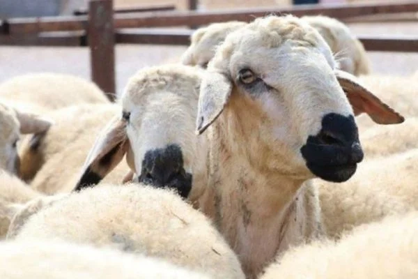 Kurban Bayramında sokağa çıkma yasağı olacak mı?