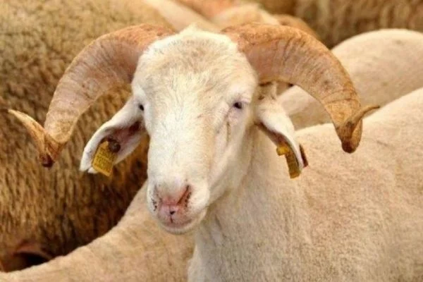 Kurban Bayramında sokağa çıkma yasağı olacak mı?
