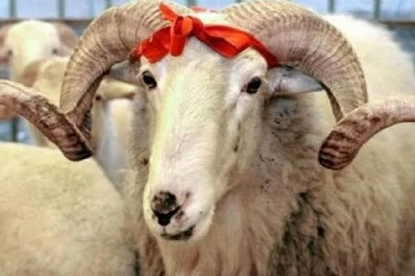 Kurbanlık hayvanlar hangi şartları taşımlalıdır?
