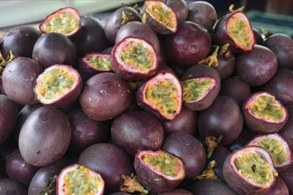 Tropikal meyve 'passiflora'nın üretim alanı genişliyor