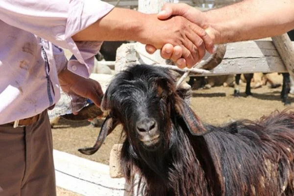 Yeterli sayıda kurbanlık var mı?