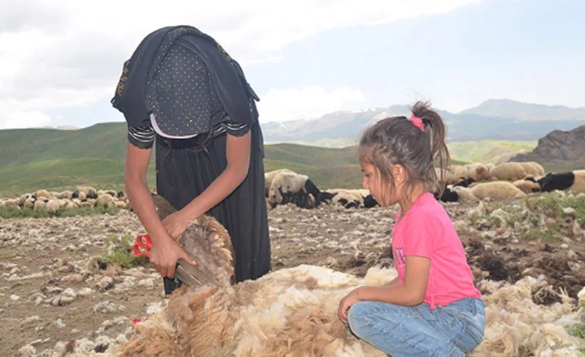 22 yaşındaki Zeynep çobanlık yapıyor