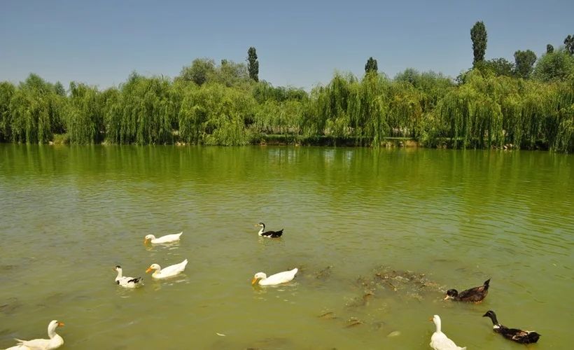 Afyon'un sembollerinden Balıklı Göl