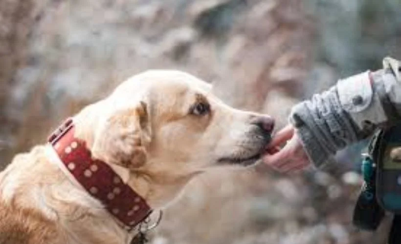 Almanya'da korona virüsü köpekler teşhis edecek