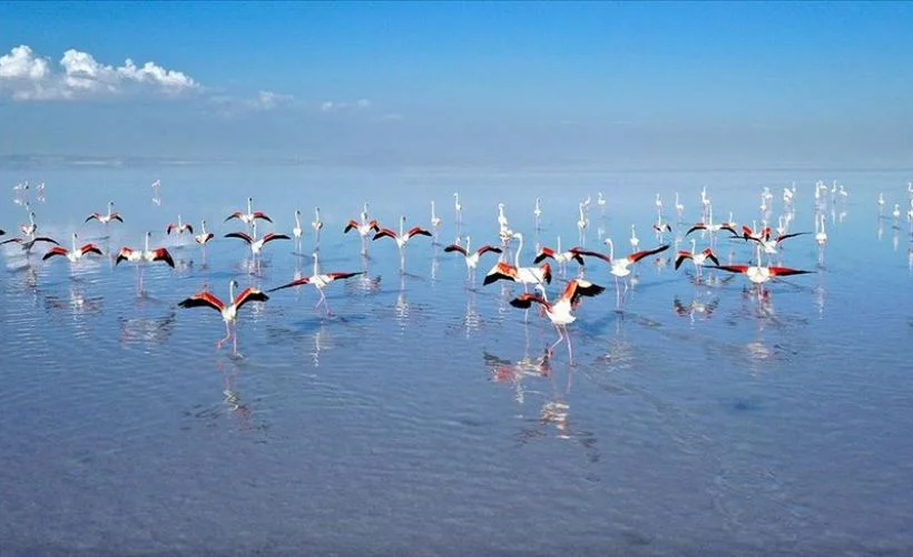 Flamingoların yaşam cenneti: Tuz Gölü