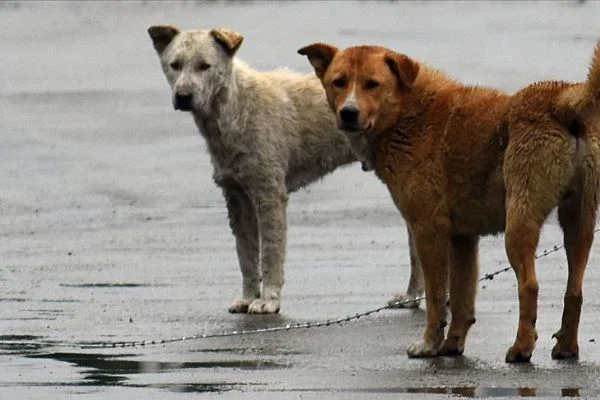 Hindistan'da bir eyalette köpek eti satışı yasaklandı
