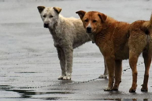Hindistan'da bir eyalette köpek eti satışı yasaklandı