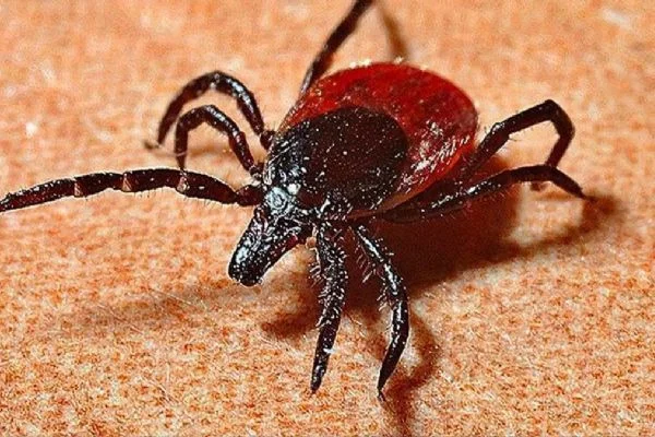 İran'da 11 kişiye Kırım Kongo Kanamalı Ateşi tanısı konuldu