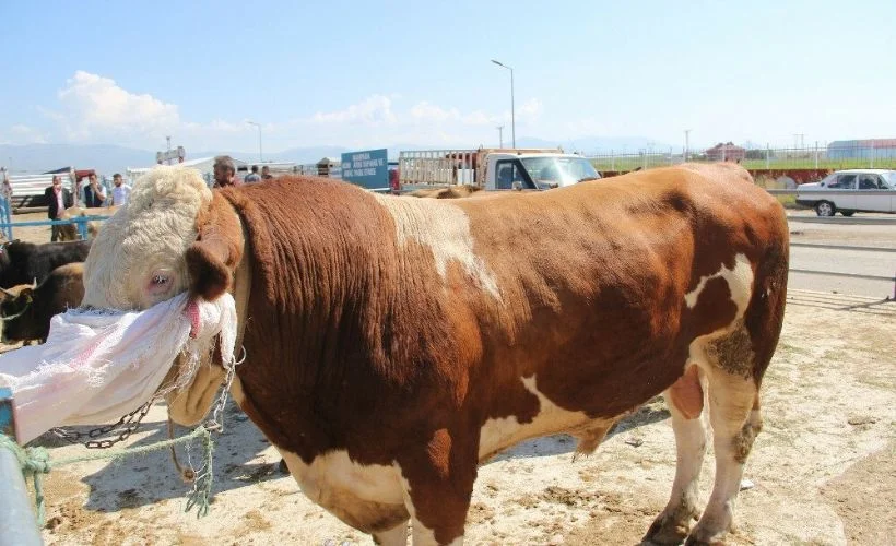 İyi bir kurbanlık nasıl seçilir?