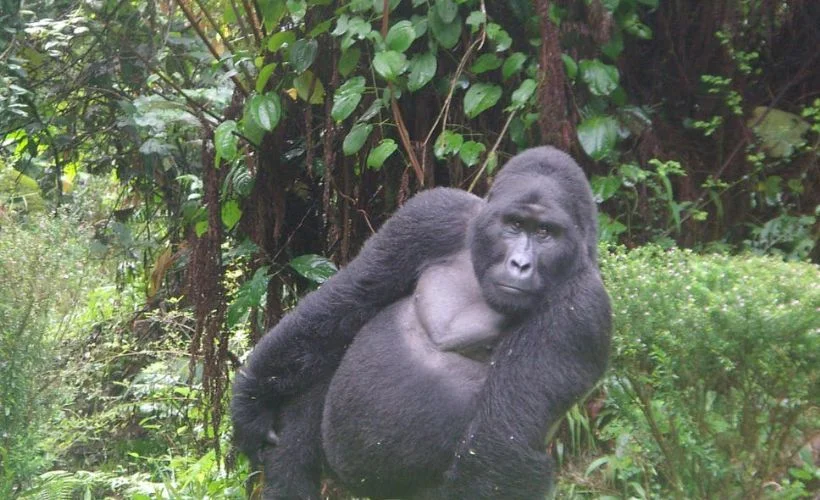 Koronavirüs Dağ Gorilleri'ni de vurdu... Nesilleri tükenmek üzere