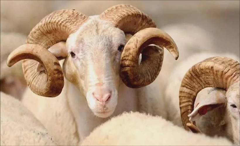 Kurban Bayramı ne zaman? Bayram tatili kaç gün olacak?